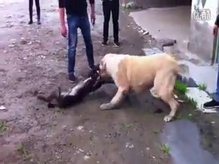 Собачьи бои сао алабай vs питбуль